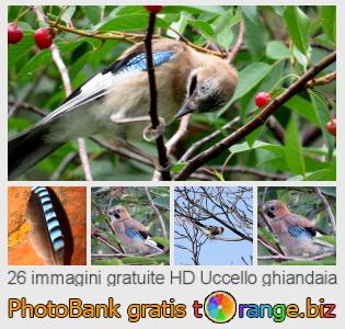 Banca Immagine di tOrange offre foto gratis nella sezione:  uccello-ghiandaia