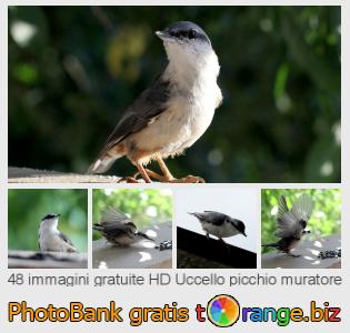 Banca Immagine di tOrange offre foto gratis nella sezione:  uccello-picchio-muratore