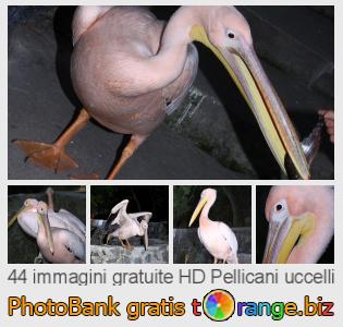 Banca Immagine di tOrange offre foto gratis nella sezione:  pellicani-uccelli