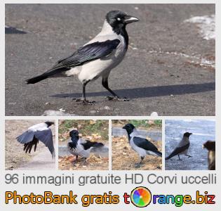 Banca Immagine di tOrange offre foto gratis nella sezione:  corvi-uccelli
