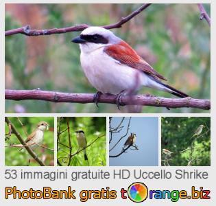 Banca Immagine di tOrange offre foto gratis nella sezione:  uccello-shrike