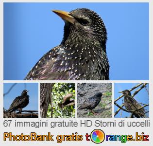 Banca Immagine di tOrange offre foto gratis nella sezione:  storni-di-uccelli