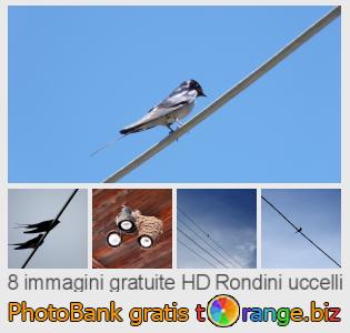 Banca Immagine di tOrange offre foto gratis nella sezione:  rondini-uccelli