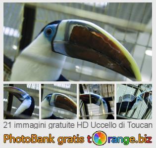Banca Immagine di tOrange offre foto gratis nella sezione:  uccello-di-toucan