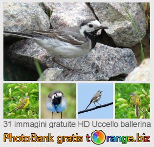 Banca Immagine di tOrange offre foto gratis nella sezione:  uccello-ballerina
