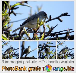 Banca Immagine di tOrange offre foto gratis nella sezione:  uccello-warbler
