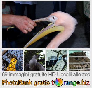 Banca Immagine di tOrange offre foto gratis nella sezione:  uccelli-allo-zoo