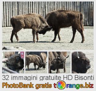 Banca Immagine di tOrange offre foto gratis nella sezione:  bisonti