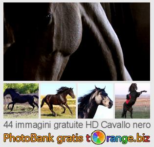 Banca Immagine di tOrange offre foto gratis nella sezione:  cavallo-nero
