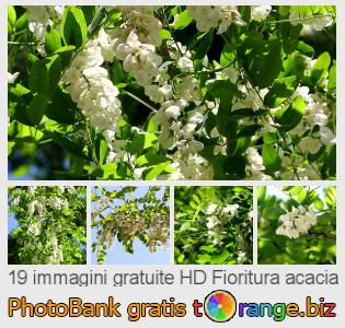 Banca Immagine di tOrange offre foto gratis nella sezione:  fioritura-acacia
