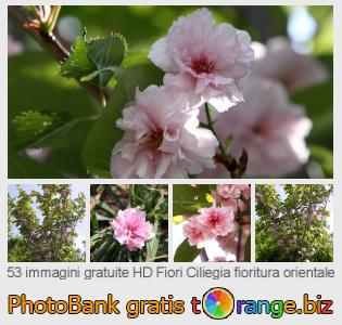Banca Immagine di tOrange offre foto gratis nella sezione:  fiori-ciliegia-fioritura-orientale