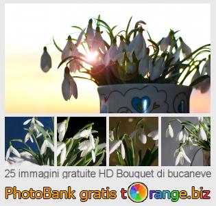 Banca Immagine di tOrange offre foto gratis nella sezione:  bouquet-di-bucaneve
