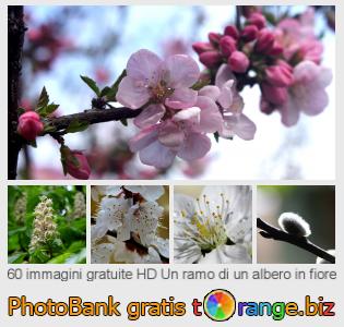 Banca Immagine di tOrange offre foto gratis nella sezione:  un-ramo-di-un-albero-fiore
