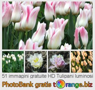 Banca Immagine di tOrange offre foto gratis nella sezione:  tulipani-luminosi