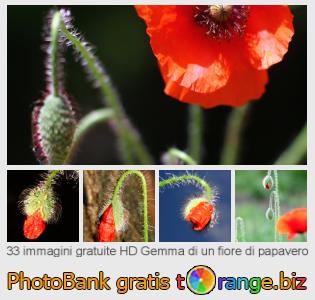 Banca Immagine di tOrange offre foto gratis nella sezione:  gemma-di-un-fiore-di-papavero