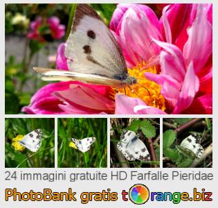 Banca Immagine di tOrange offre foto gratis nella sezione:  farfalle-pieridae