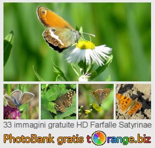 Banca Immagine di tOrange offre foto gratis nella sezione:  farfalle-satyrinae