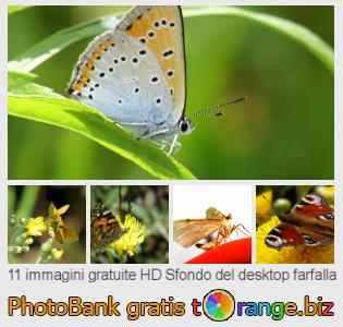 Banca Immagine di tOrange offre foto gratis nella sezione:  sfondo-del-desktop-farfalla
