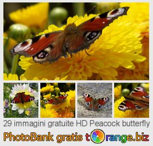 Banca Immagine di tOrange offre foto gratis nella sezione:  peacock-butterfly