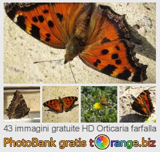 Banca Immagine di tOrange offre foto gratis nella sezione:  orticaria-farfalla