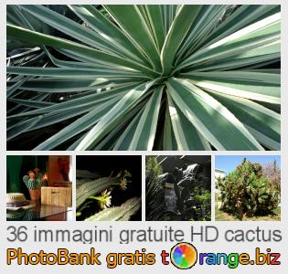 Banca Immagine di tOrange offre foto gratis nella sezione:  cactus