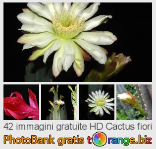 Banca Immagine di tOrange offre foto gratis nella sezione:  cactus-fiori