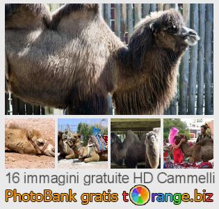 Banca Immagine di tOrange offre foto gratis nella sezione:  cammelli