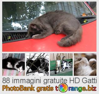 Banca Immagine di tOrange offre foto gratis nella sezione:  gatti