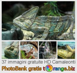 Banca Immagine di tOrange offre foto gratis nella sezione:  camaleonti