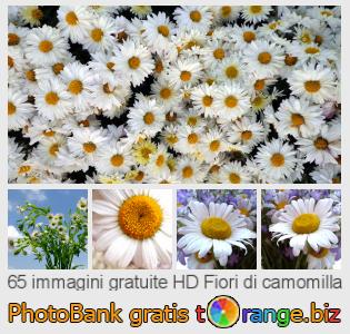 Banca Immagine di tOrange offre foto gratis nella sezione:  fiori-di-camomilla