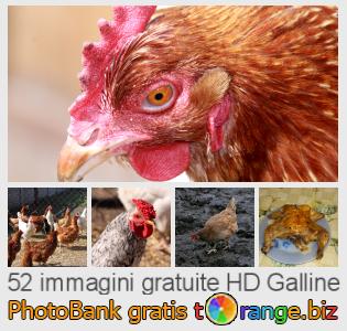 Banca Immagine di tOrange offre foto gratis nella sezione:  galline
