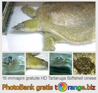 Banca Immagine di tOrange offre foto gratis nella sezione:  tartaruga-softshell-cinese