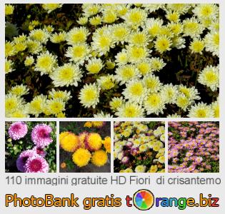 Banca Immagine di tOrange offre foto gratis nella sezione:  fiori-di-crisantemo