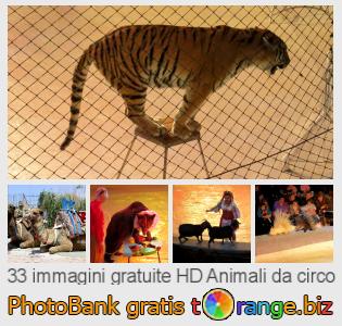 Banca Immagine di tOrange offre foto gratis nella sezione:  animali-da-circo