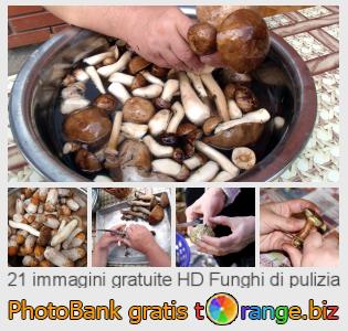 Banca Immagine di tOrange offre foto gratis nella sezione:  funghi-di-pulizia