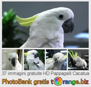 Banca Immagine di tOrange offre foto gratis nella sezione:  pappagalli-cacatua