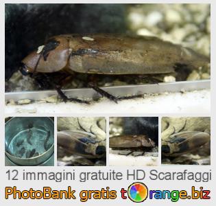 Banca Immagine di tOrange offre foto gratis nella sezione:  scarafaggi