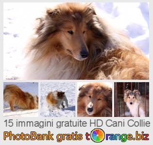 Banca Immagine di tOrange offre foto gratis nella sezione:  cani-collie