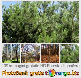 Banca Immagine di tOrange offre foto gratis nella sezione:  foresta-di-conifere