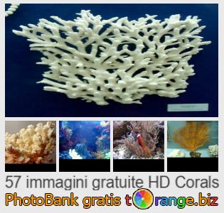 Banca Immagine di tOrange offre foto gratis nella sezione:  coralli