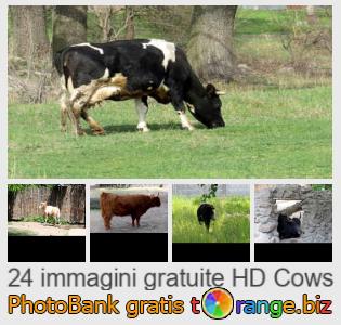 Banca Immagine di tOrange offre foto gratis nella sezione:  mucche