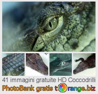 Banca Immagine di tOrange offre foto gratis nella sezione:  coccodrilli
