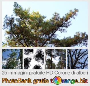 Banca Immagine di tOrange offre foto gratis nella sezione:  corone-di-alberi