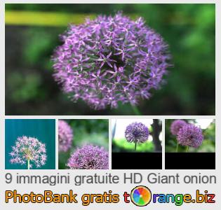 Banca Immagine di tOrange offre foto gratis nella sezione:  cipolla-gigante