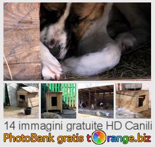 Banca Immagine di tOrange offre foto gratis nella sezione:  canili