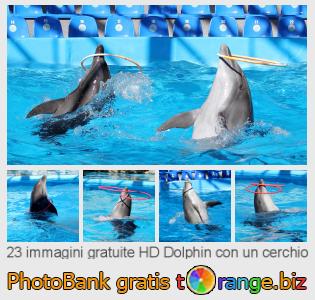 Banca Immagine di tOrange offre foto gratis nella sezione:  dolphin-con-un-cerchio