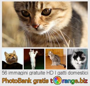 Banca Immagine di tOrange offre foto gratis nella sezione:  i-gatti-domestici