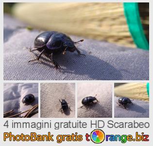 Banca Immagine di tOrange offre foto gratis nella sezione:  scarabeo