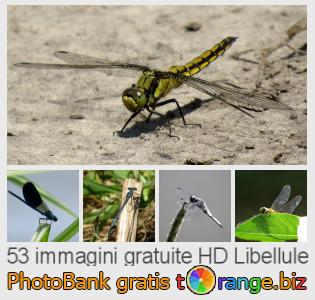Banca Immagine di tOrange offre foto gratis nella sezione:  libellule