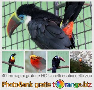 Banca Immagine di tOrange offre foto gratis nella sezione:  uccelli-esotici-dello-zoo